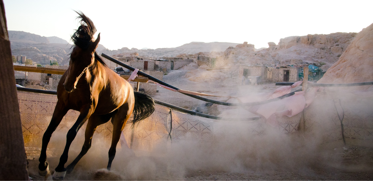 with horse