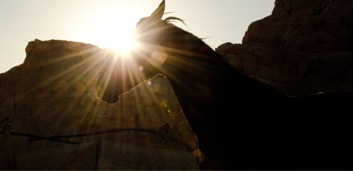 horse