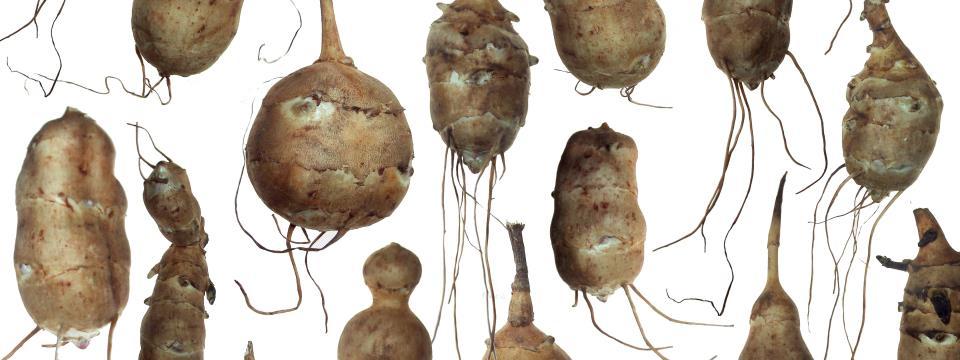 sunchokes