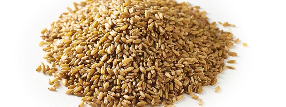 freekeh