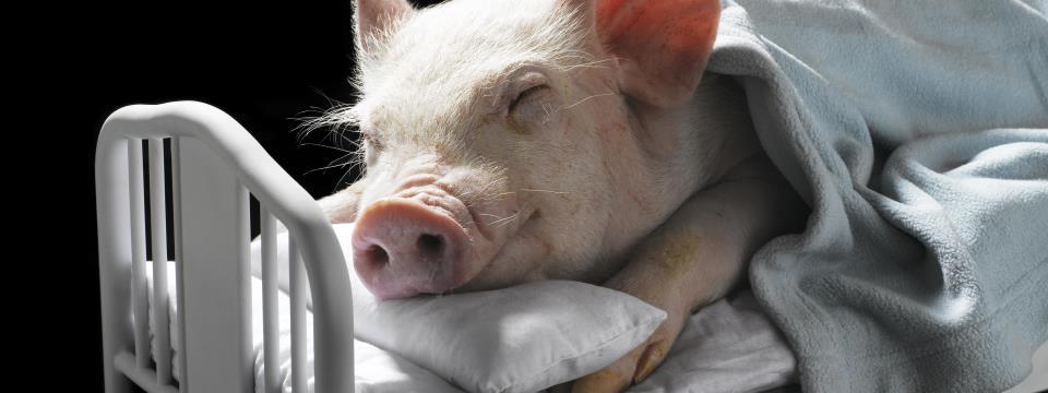 sleep-better-diet
