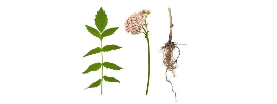valerian