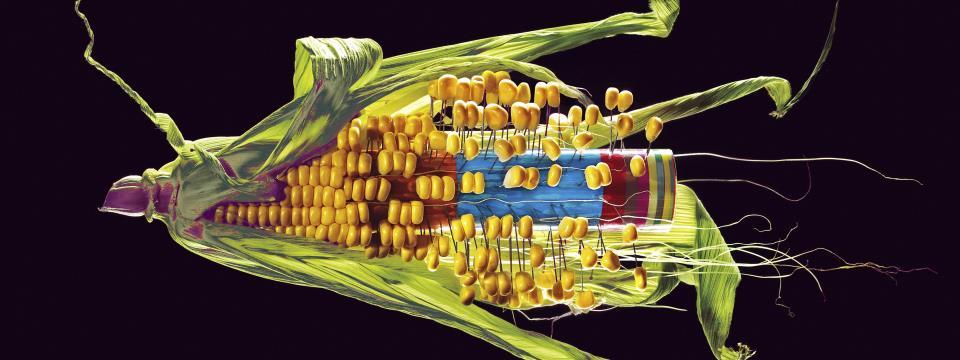 corn