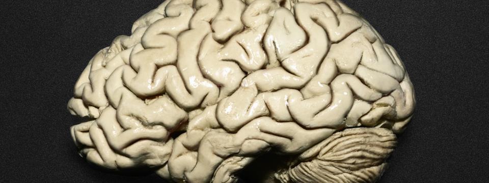 younger, brain, mental, exercise, exercises, thought