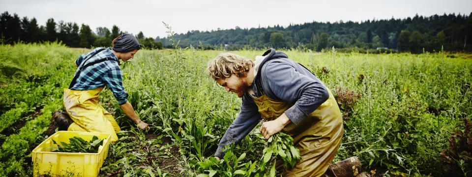 csa, organic, farmer, produce, vegetables
