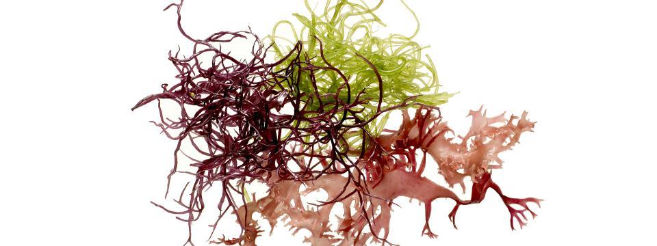 seaweed, antioxidants, surf 'n turf, vitamins, minerals, iron, folate, protein