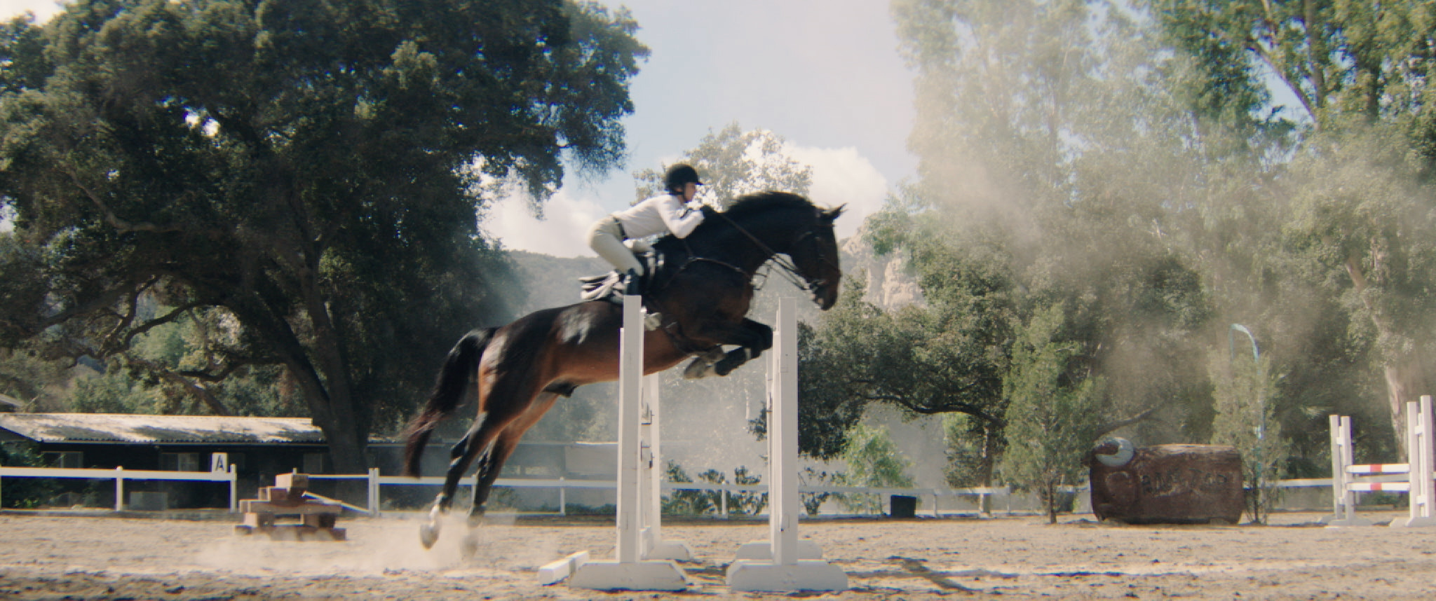 The equestrian