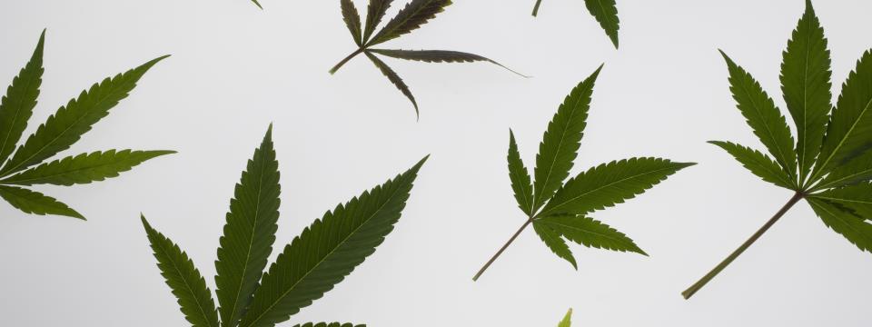cbd oil