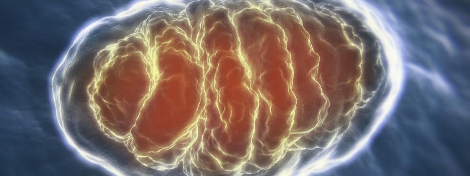 mitochondrial