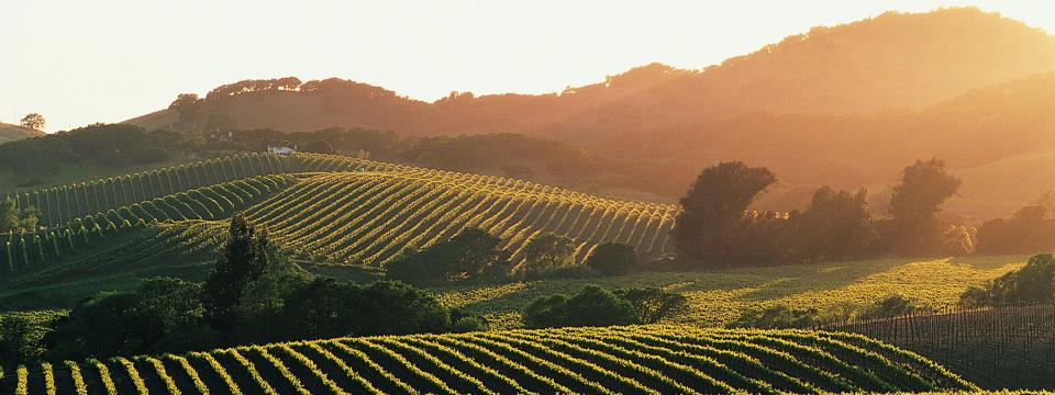 Sonoma, california, Valley, travel, guide